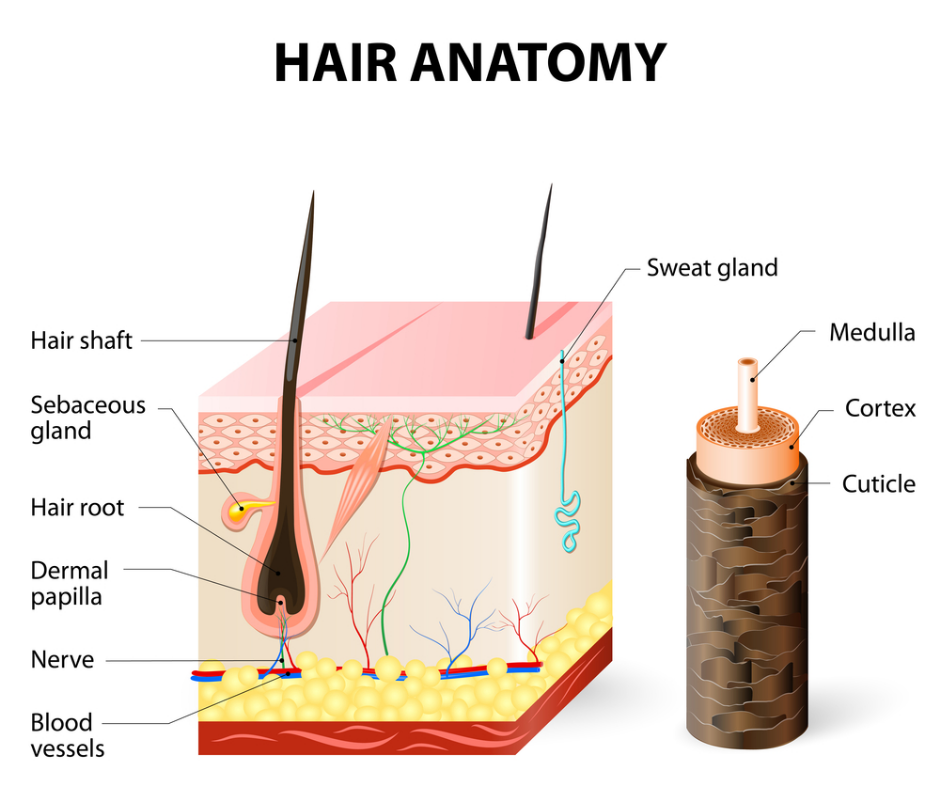 Complete Trichology & Hair Restoration Course